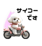 敬語♡バイク好き トイプードル（個別スタンプ：28）