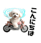 敬語♡バイク好き トイプードル（個別スタンプ：29）