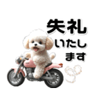 敬語♡バイク好き トイプードル（個別スタンプ：32）