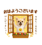 飛び出す癒しチワワのラフな敬語（個別スタンプ：1）