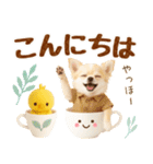 飛び出す癒しチワワのラフな敬語（個別スタンプ：2）