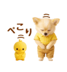 飛び出す癒しチワワのラフな敬語（個別スタンプ：6）