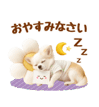 飛び出す癒しチワワのラフな敬語（個別スタンプ：11）