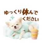 飛び出す癒しチワワのラフな敬語（個別スタンプ：12）