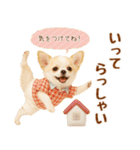飛び出す癒しチワワのラフな敬語（個別スタンプ：14）