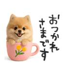 毎日ポメさん✳︎いつもありがとう（個別スタンプ：4）