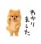 毎日ポメさん✳︎いつもありがとう（個別スタンプ：5）