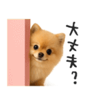 毎日ポメさん✳︎いつもありがとう（個別スタンプ：21）