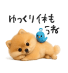 毎日ポメさん✳︎いつもありがとう（個別スタンプ：38）