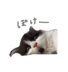 ぼくはごまちゃん（個別スタンプ：2）