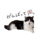 ぼくはごまちゃん（個別スタンプ：5）