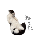 ぼくはごまちゃん（個別スタンプ：7）