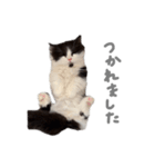 ぼくはごまちゃん（個別スタンプ：11）