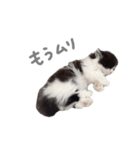 ぼくはごまちゃん（個別スタンプ：12）