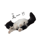 ぼくはごまちゃん（個別スタンプ：14）