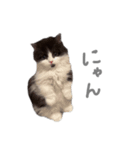 ぼくはごまちゃん（個別スタンプ：17）