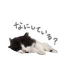 ぼくはごまちゃん（個別スタンプ：19）