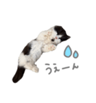 ぼくはごまちゃん（個別スタンプ：20）