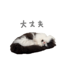 ぼくはごまちゃん（個別スタンプ：24）