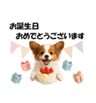 かわいいパピヨンの犬スタンプ4(イベント)（個別スタンプ：3）