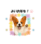 かわいいパピヨンの犬スタンプ4(イベント)（個別スタンプ：24）