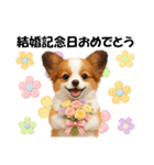 かわいいパピヨンの犬スタンプ4(イベント)（個別スタンプ：27）