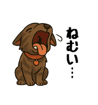 琉球犬の日常スタンプ2（個別スタンプ：6）