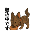 琉球犬の日常スタンプ2（個別スタンプ：8）