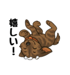 琉球犬の日常スタンプ2（個別スタンプ：17）