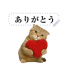 【爆笑】スコティッシュホールド＠コスプレ（個別スタンプ：1）
