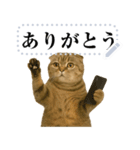 【爆笑】スコティッシュホールド＠コスプレ（個別スタンプ：6）