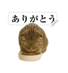 【爆笑】スコティッシュホールド＠コスプレ（個別スタンプ：8）