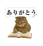 【爆笑】スコティッシュホールド＠コスプレ（個別スタンプ：9）