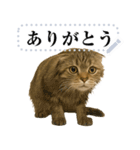 【爆笑】スコティッシュホールド＠コスプレ（個別スタンプ：10）