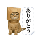 【爆笑】スコティッシュホールド＠コスプレ（個別スタンプ：13）