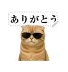【爆笑】スコティッシュホールド＠コスプレ（個別スタンプ：14）