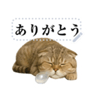 【爆笑】スコティッシュホールド＠コスプレ（個別スタンプ：16）