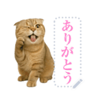 【爆笑】スコティッシュホールド＠コスプレ（個別スタンプ：18）