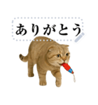 【爆笑】スコティッシュホールド＠コスプレ（個別スタンプ：19）