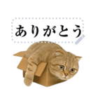 【爆笑】スコティッシュホールド＠コスプレ（個別スタンプ：20）