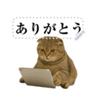 【爆笑】スコティッシュホールド＠コスプレ（個別スタンプ：23）