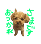 ちびっこハルク（個別スタンプ：1）