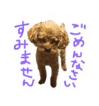ちびっこハルク（個別スタンプ：2）