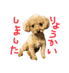 ちびっこハルク（個別スタンプ：4）