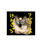 お酒とネコ好きな日常会話 47（個別スタンプ：2）