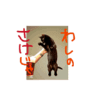 お酒とネコ好きな日常会話 47（個別スタンプ：4）