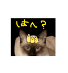 お酒とネコ好きな日常会話 47（個別スタンプ：7）