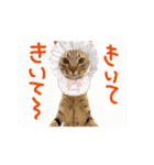お酒とネコ好きな日常会話 47（個別スタンプ：10）