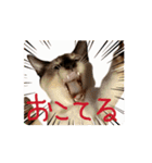 お酒とネコ好きな日常会話 47（個別スタンプ：13）
