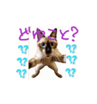 お酒とネコ好きな日常会話 47（個別スタンプ：14）